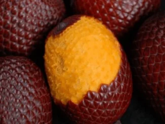 Frutos do Cerrado