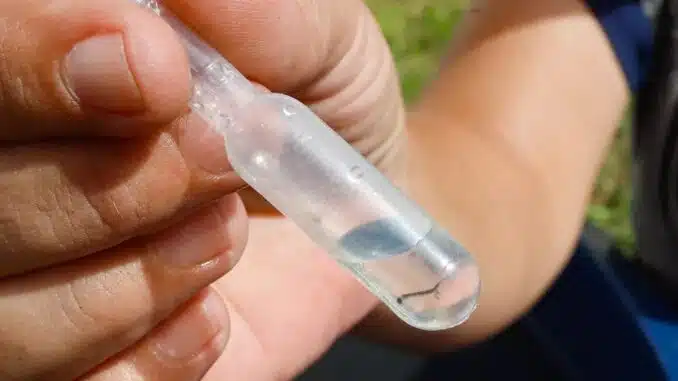 Formosa do Rio Preto, Bahia, dengue, surto, Brejolândia