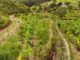 solo, agricultura regenerativa