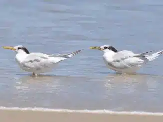 Gripe aviária, H5N1, Brasil, Espírito Santo, Brasil, aves