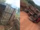 Tombamento, acidente, Formosa do Rio Preto, caminhão com bois, zona rural
