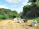 Febra Aftosa, Formosa do Rio Preto, Bahia, vacinação