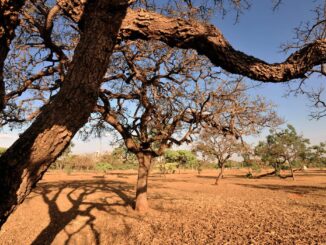 Desmatamento, Cerrado, Bioma, floresta brasileira, agronegócio, terras, Brasil, Bioma Cerrado, INPE, Deter, desmatamento do cerrado, desmatamento no cerrado