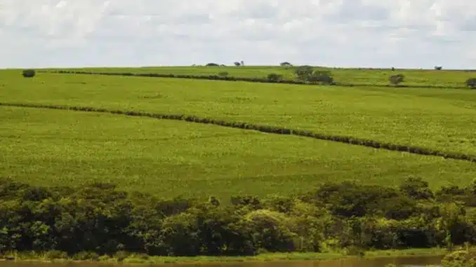 BrasilAgro, Jaborandi, Bahia, Fazenda