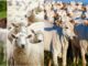 Feira agro, exposição de animais, caprinos, ovinos, Nelore, Formosa do Rio Preto, Bahia