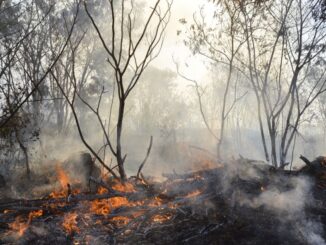 Cerrado, incêndios, savana, incêndio, sistema de detecção de incêndios