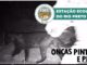 Felinos Melânico, Onça-pintada, Onça preta, Estação Ecológica do Rio Preto, Formosa do Rio Preto, Bahia