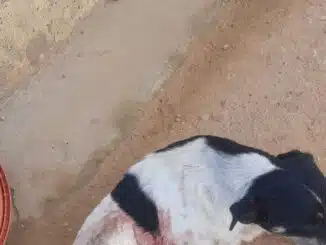 Acusado de atirar em cachorro, Formosa do Rio Preto, Bahia, maus tratos a animal, Canabrava