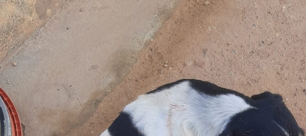 Acusado de atirar em cachorro, Formosa do Rio Preto, Bahia, maus tratos a animal, Canabrava