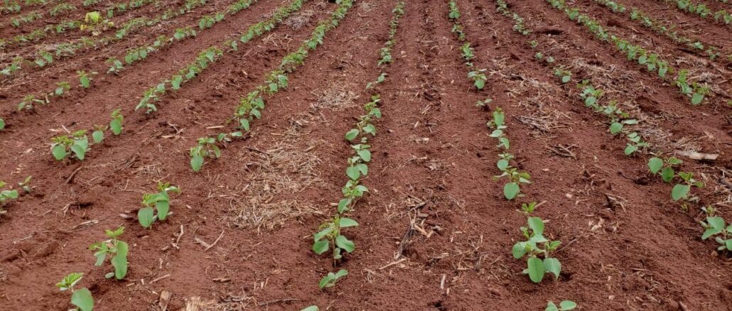 Estiagem atrasa semeadura da soja, Soja, Bahia, Oeste da Bahia
