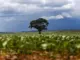 Valor gerado pela agropecuária, São Desidério, Bahia, Agronegócio