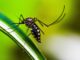 Casos de dengue na Bahia 2024, Bahia, Dengue, Zica, Chikungunya, Epidemia dengue Formosa, Formosa do Rio Preto