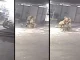 Briga Policiais, GOE, São Paulo, Cão, Cachorro
