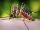 Dengue Formosa, Formosa do Rio Preto, Bahia, Casos de dengue
