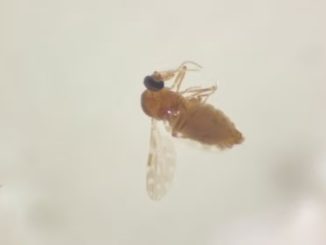 Mosquito maruim, principal vetor de transmissão da Febre Oropouche, que atingiu 49 pessoas na Bahia