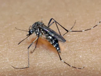 Sesab confirma mais duas morte por dengue em Feira de Santana e Encruzilhada na Bahia