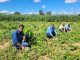 Associação Baiana dos Produtores de Algodão (Abapa) está empenhada em fortalecer a agricultura familiar no Oeste da Bahia através do projeto "Apoio aos Pequenos Agricultores Familiares