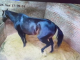 Brasileiro mata cavalo puro sangue envenenado em haras em Santa Rosa, na Argentina, avaliado em R$ 150 mil