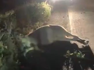 Enfermeira morre ao colidir moto com animal na BR-349 em Bom Jesus da Lapa, na Bahia