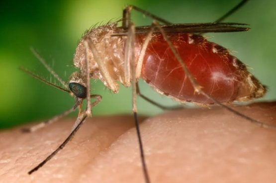 Bahia confirma morte por Febre de Oropouche, em Valença, doença viral semelhante a dengue, transmitida mosquito Culicoides paraensis, conhecido como maruim ou mosquito-pólvora.