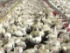 Nova doença em frangos, doença de newscastle
