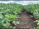 Colher os frutos de uma agricultura melhor e mais sustentável Agronegócio Estrondo reforça seu compromisso com a sustentabilidade em suas práticas agrícolas, entre elas o Sistema de Plantio Direto e Economia de Baixo Carbono, temas de eventos que movimentam o setor nos próximos dias