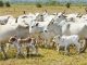 rebanho bovino Bahia 2023, Adab dados rebanho bovino, pecuária Oeste baiano, maiores produtores de gado Bahia, Rabanho Bovino, Rebanho Bovino Bahia