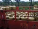 Refinaria Mataripe reduz em 7,99% o preço do gás de cozinha para distribuidoras na Bahia. I