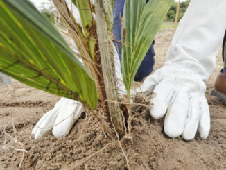 Plantação de macaúba inicia nova etapa da produção de biocombustíveis na Bahia, Seagri, Secretaria da Agricultura da Bahia, Pablo Barrozo