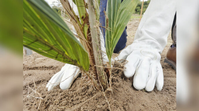 macauba Plantação de macaúba inicia nova etapa da produção de biocombustíveis na Bahia, Seagri, Secretaria da Agricultura da Bahia, Pablo Barrozo