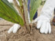 Plantação de macaúba inicia nova etapa da produção de biocombustíveis na Bahia, Seagri, Secretaria da Agricultura da Bahia, Pablo Barrozo