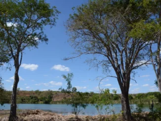 Bahia registra queda no desmatamento, MapBiomas