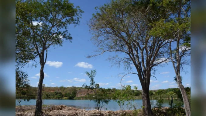 desmatamento Bahia registra queda no desmatamento, MapBiomas