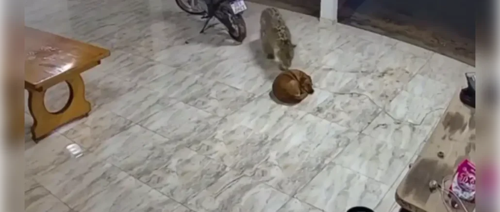 Ataque onça cachorro, União do Sul, Mato Grosso