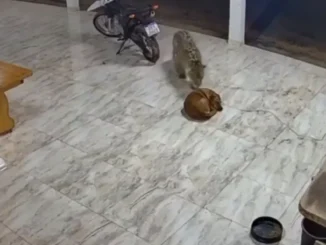 Ataque onça cachorro, União do Sul, Mato Grosso