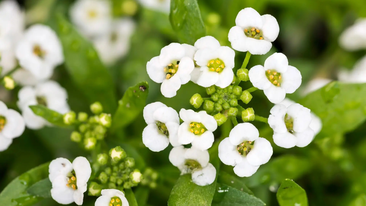 quais plantas pequenas dรฃo flores o ano todo; plantas para forraรงรฃo com flores