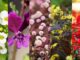 Plantas com flores para jardim