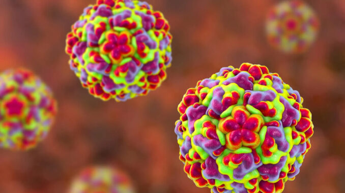 rinovirus O que é o rinovírus e como ele agrava a SRAG