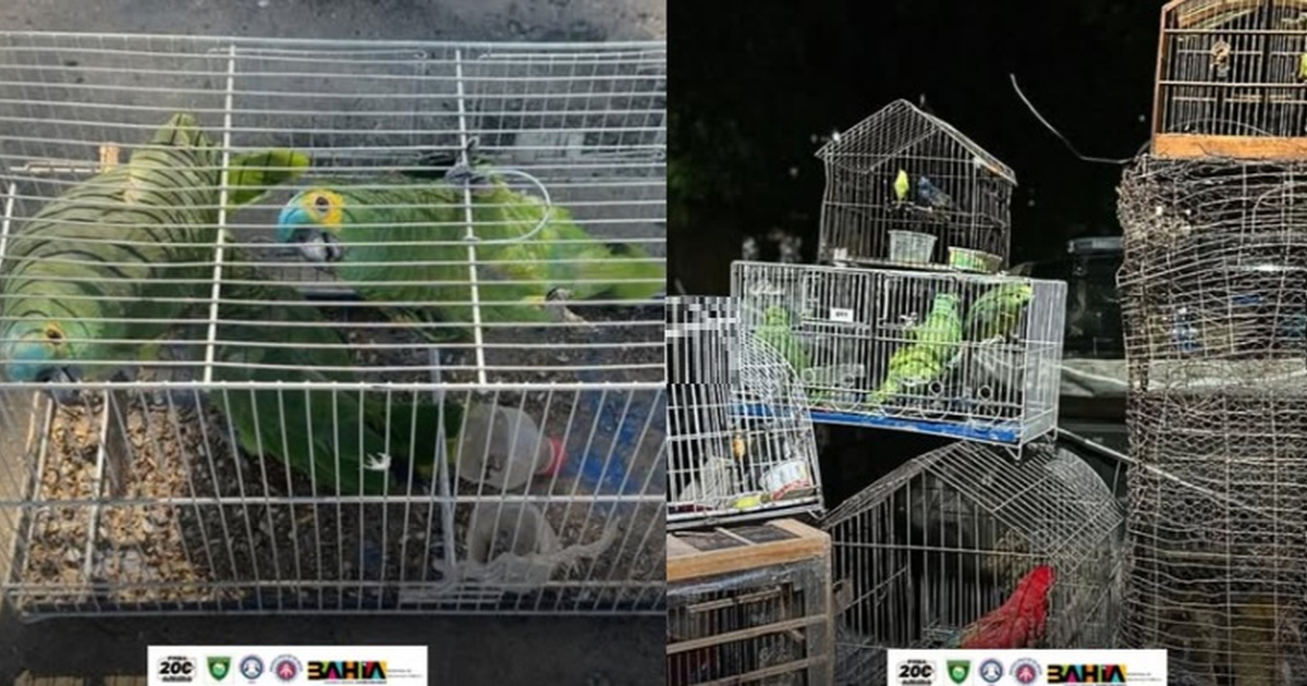 Papagaios e outros animais silvestres resgatados em Santa Rita
