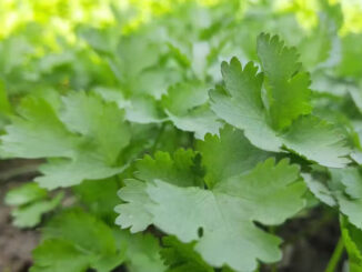 Como cultivar coentro
