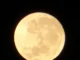Lua cheia do veado