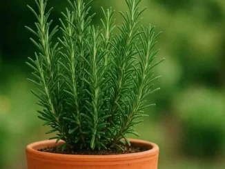 Plantas que resistem à seca, alecrim