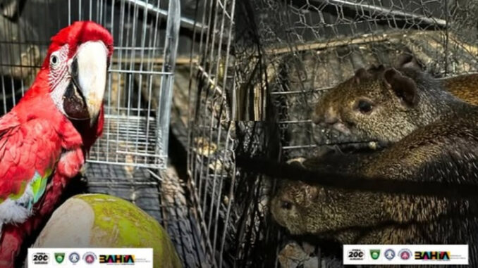 CIPPA resgata 21 animais silvestres em cativeiro em Santa Rita de Cássia, Bahia