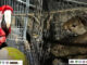CIPPA resgata 21 animais silvestres em cativeiro em Santa Rita de Cássia, Bahia