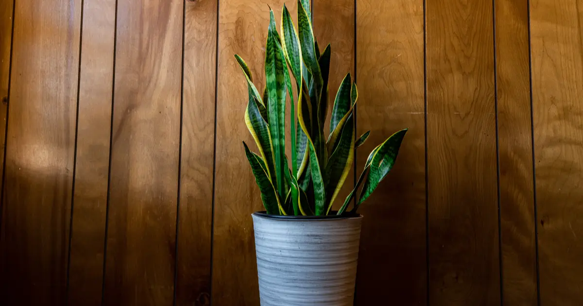 Plantas para casa
