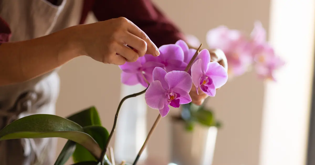 orquídea