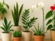Jiboia; Espada-de-São-Jorge, Zamioculca, Orquídeas, Peperômia, Aloe vera (babosa), Antúrio, plantas dentro de casa, plantas para casa