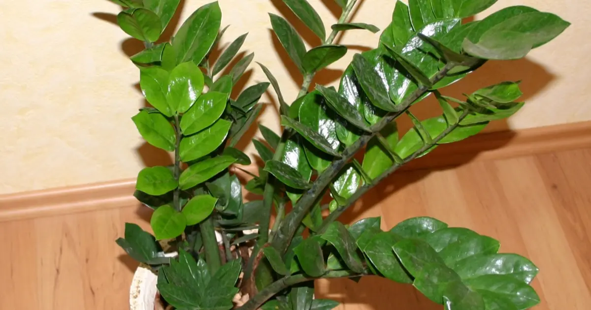plantas dentro de casa
