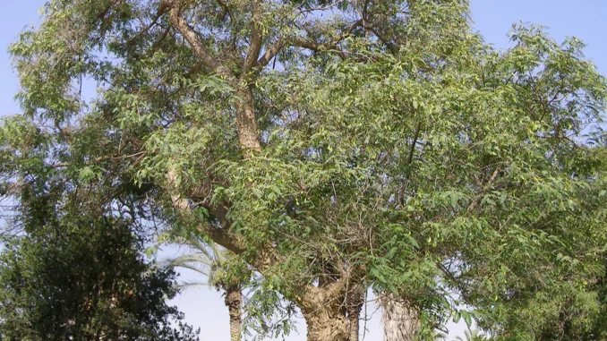 tipuana Arborização urbana com Tipuana tipu em área verde de São Paulo