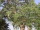 Arborização urbana com Tipuana tipu em área verde de São Paulo